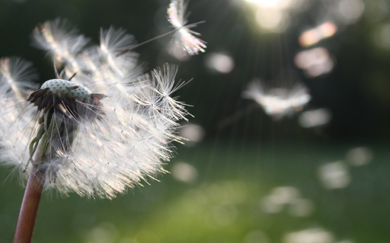 Kontaktlinsen_pollen
